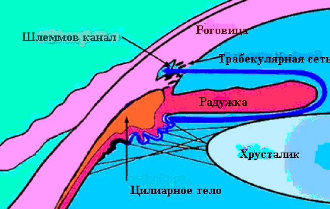 Циркуляция жидкости внутри глаза